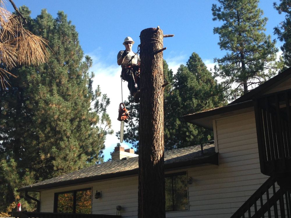 Our expert Tree Removal service ensures safe, efficient removal of unwanted or hazardous trees, enhancing property safety and aesthetics while minimizing environmental impact with skilled professionals and modern equipment. for IOL TREE EXPERTS in Spokane Valley, WA