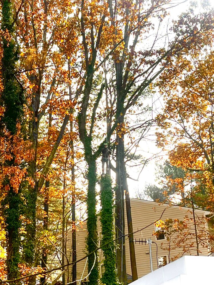 All Photos for High Tree Service & Landscaping in Atlanta, GA