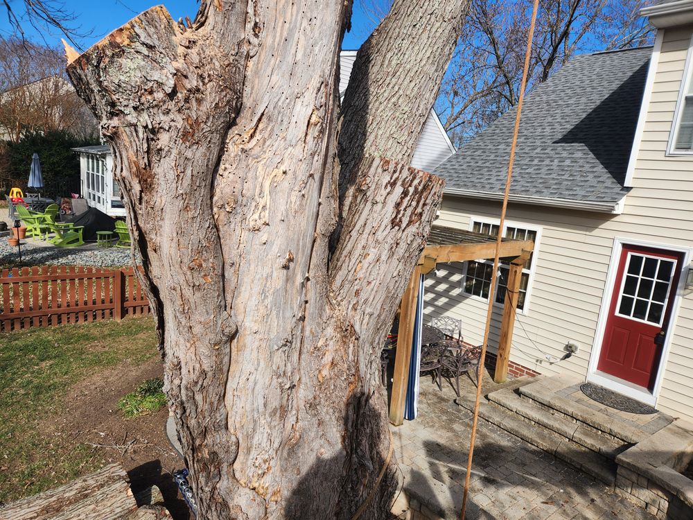 All Photos for Smith Tree Experts in Palmyra, VA