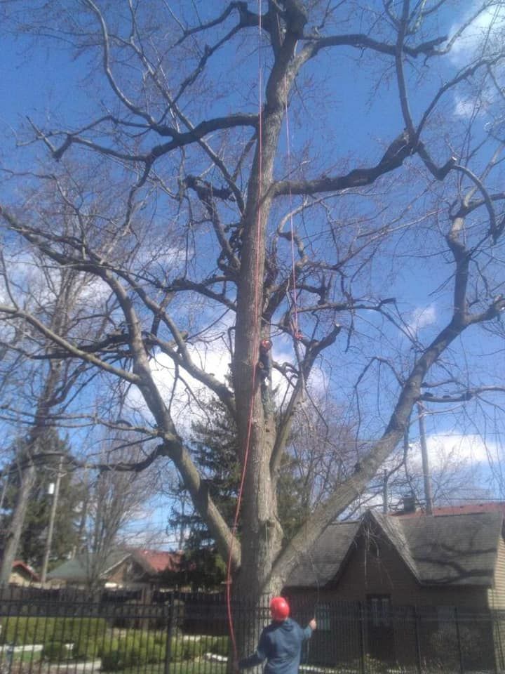 Tree Removal for General State Property Maintenance in New Haven, IN