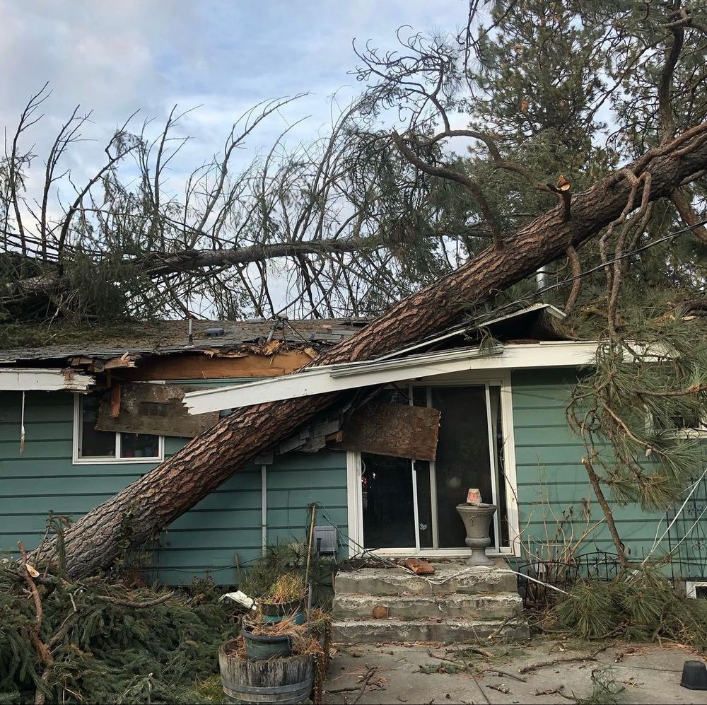 All Photos for AP Tree Service in Colbert, WA