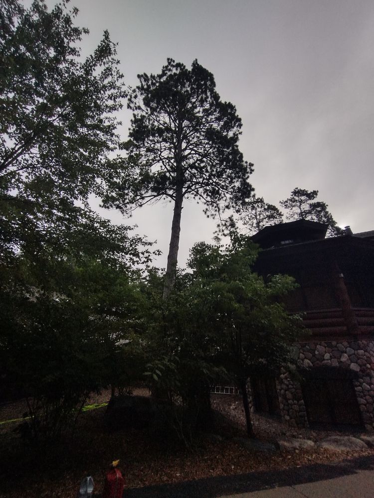 Tree Removal for Dan's tree service in Bemidji, MN