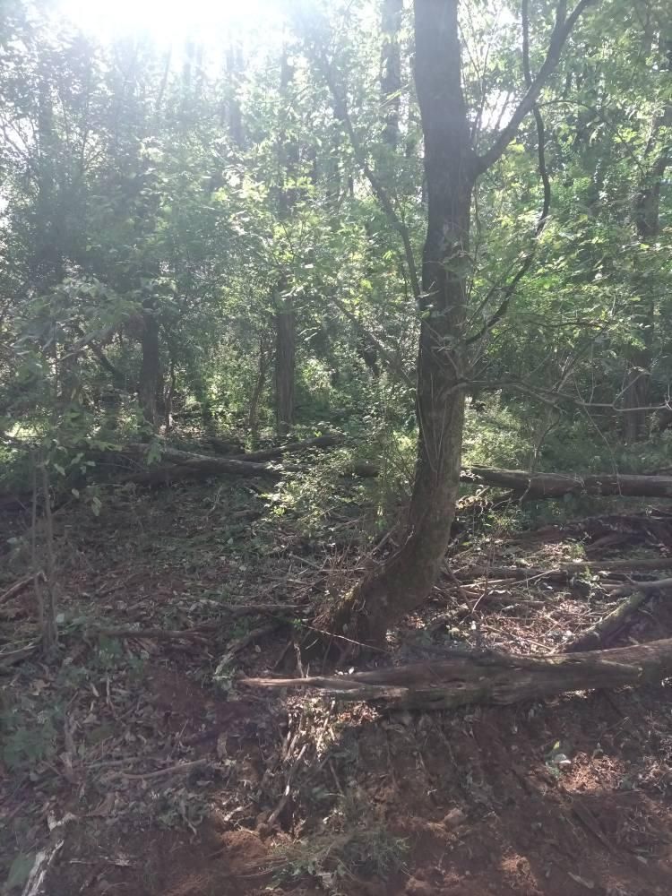 All Photos for King of Dirt in Cornersville, TN