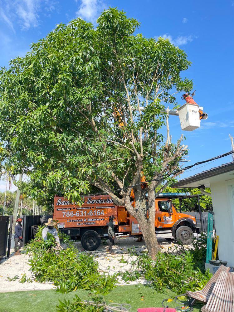 All Photos for Sam's Tree Service in Miami Beach,  FL