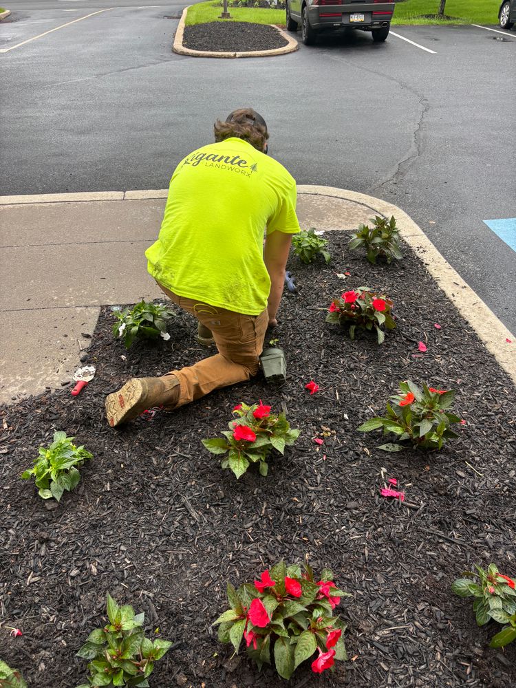 All Photos for Rigante LandWorx in Nazareth, PA