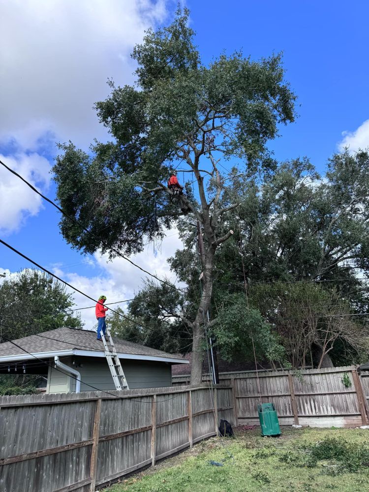 All Photos for Servin's Tree Care  in Houston, TX