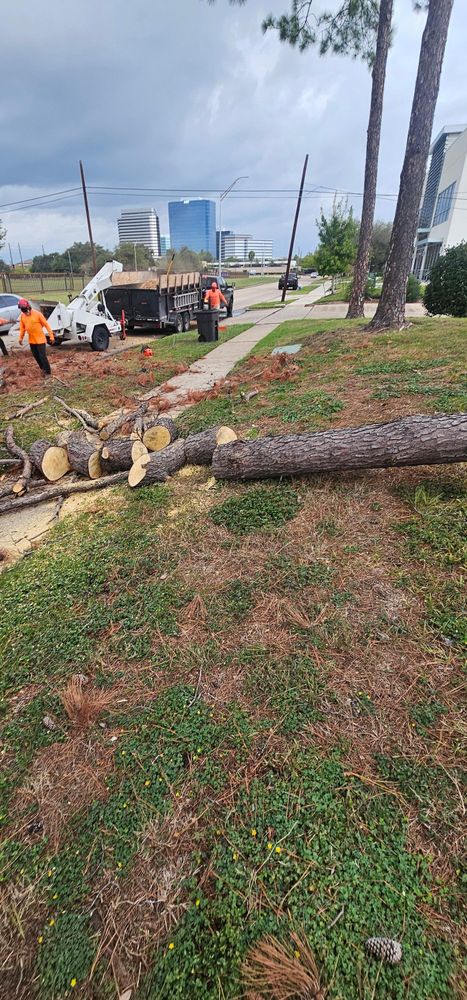 All Photos for Servin's Tree Care  in Houston, TX