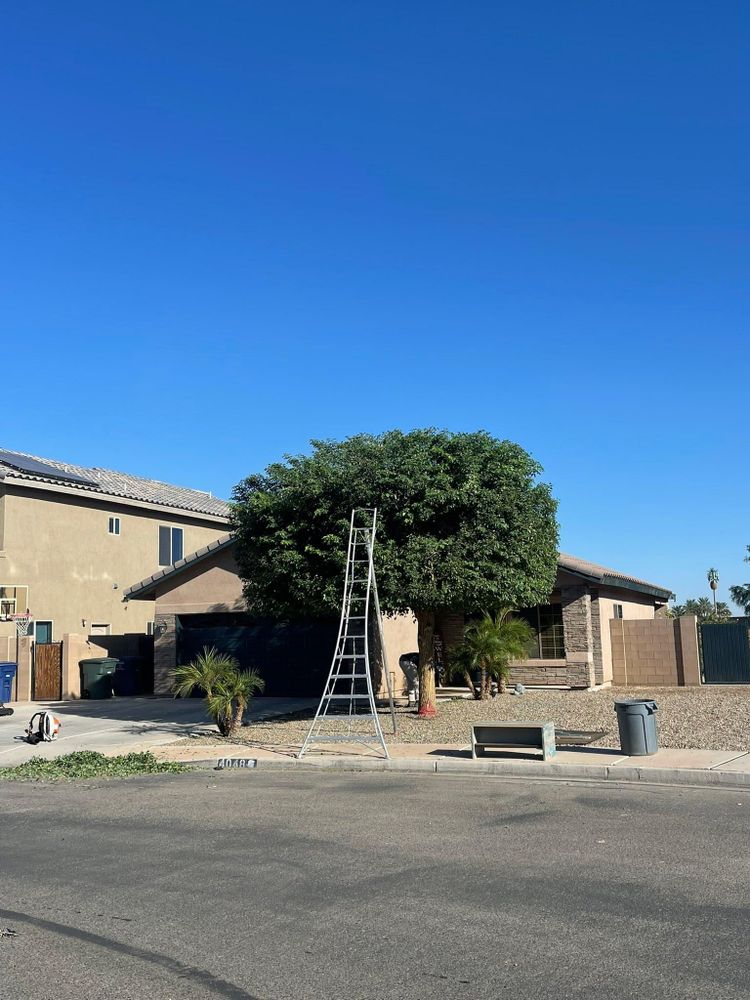 All Photos for Oliver L. Palm & Tree services in Yuma County, AZ