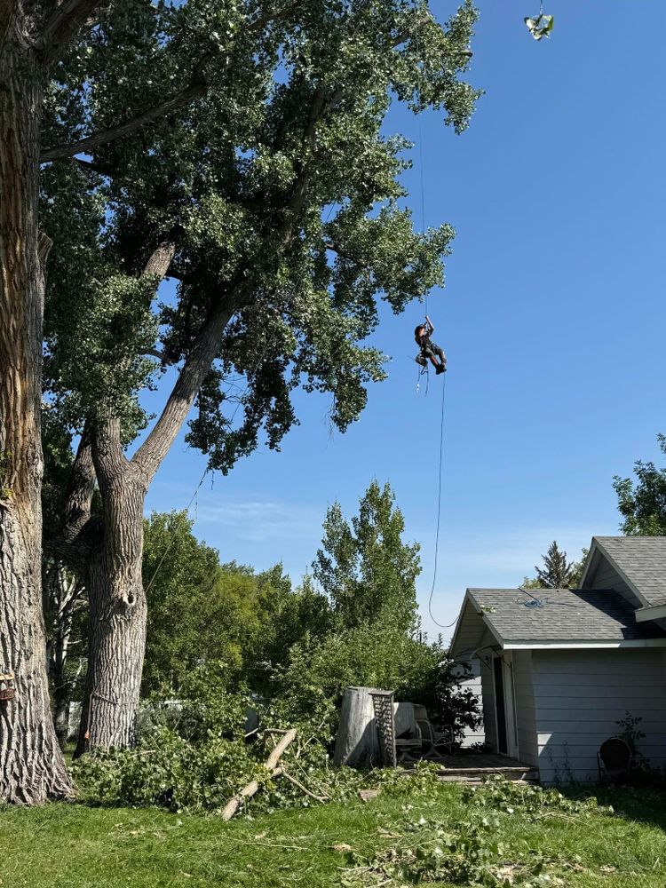 All Photos for Elevated Tree Care in Gillette, WY