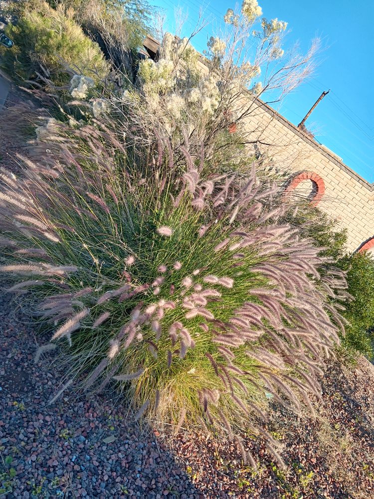 All Photos for Family Landscaping in Phoenix, AZ
