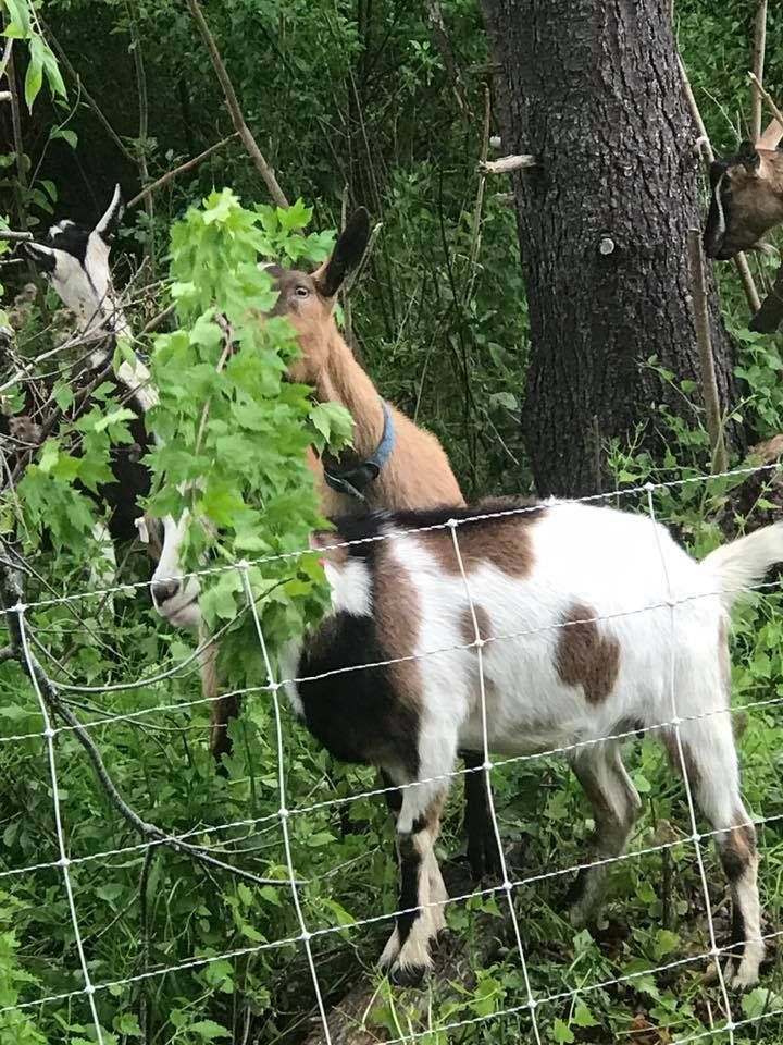 All Photos for Sam's Goatscapers of Boston in Boston, MA