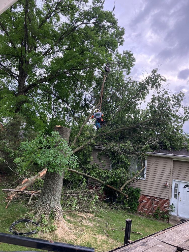 All Photos for JJ Tree Service in Gibsonia, PA