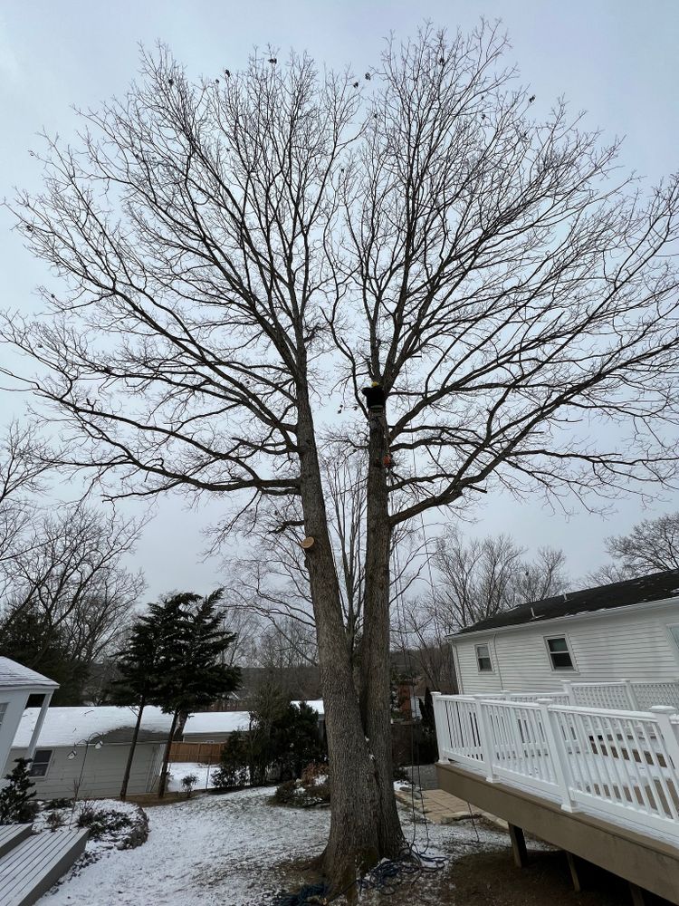 Tree Trimming and Removal for DIAZ TREE in Stafford, VA