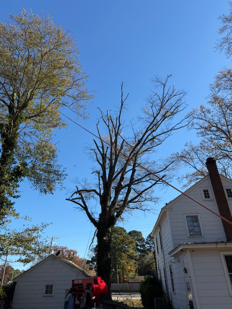 All Photos for Tidewater Tree Service in Chesapeake, VA