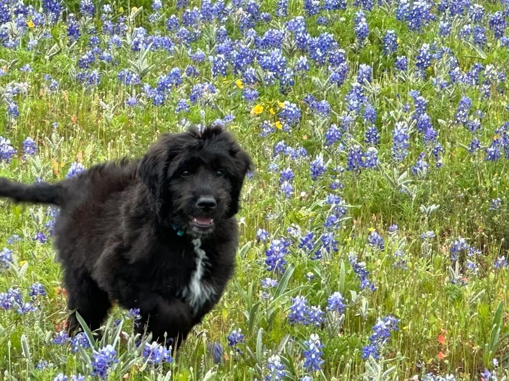 All Photos for Magnolia Landscape & Design in Aledo, TX