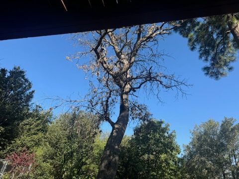Property Clean Up for The Tree Fairy in Temecula, CA