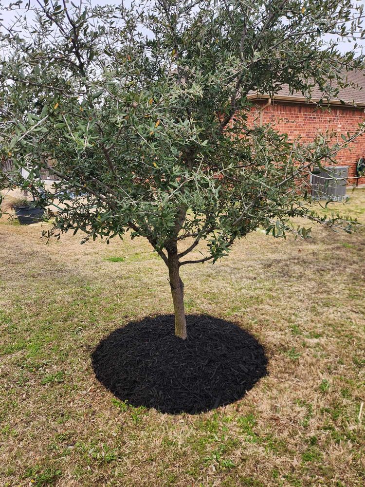 All Photos for Paquito's Landscaping in Ellis County, TX