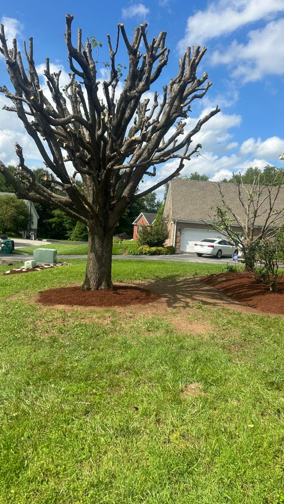 All Photos for Optimum Tree Service And Landscaping in Bowling Green, KY