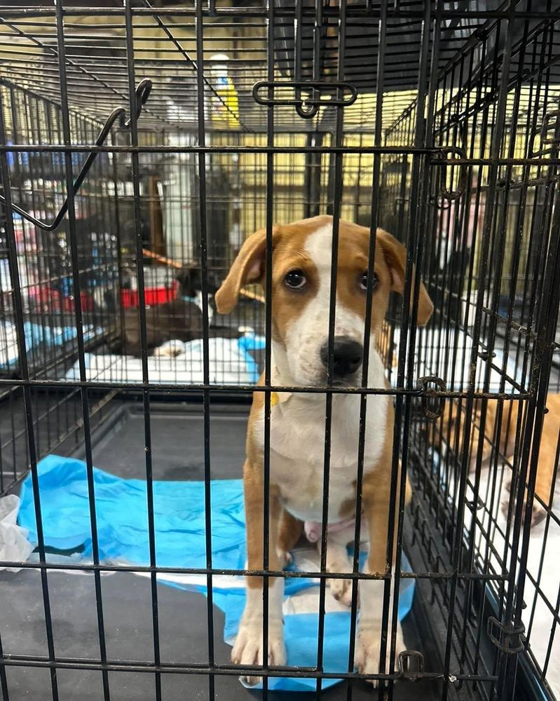 All Photos for Soapy Suds Services Georgia in Perry, GA