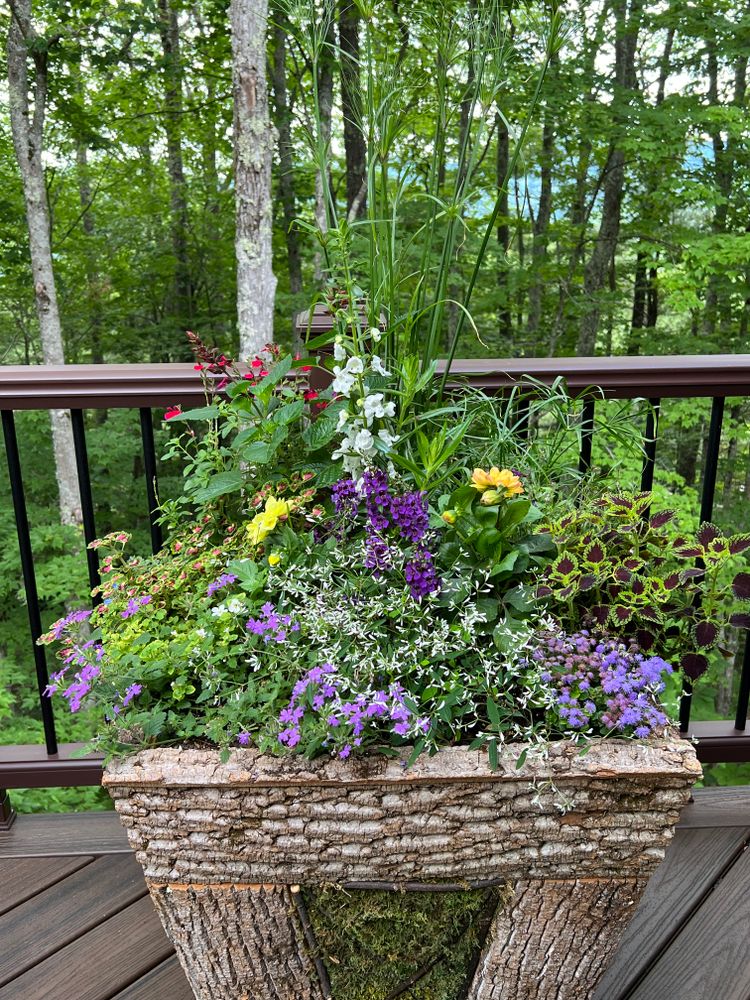 Container Gardening for Sustainable Lawn and Landscape in Banner Elk, NC