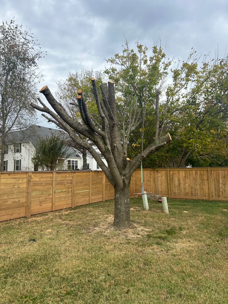 Tree Removal for Optimum Tree Service And Landscaping in Bowling Green, KY