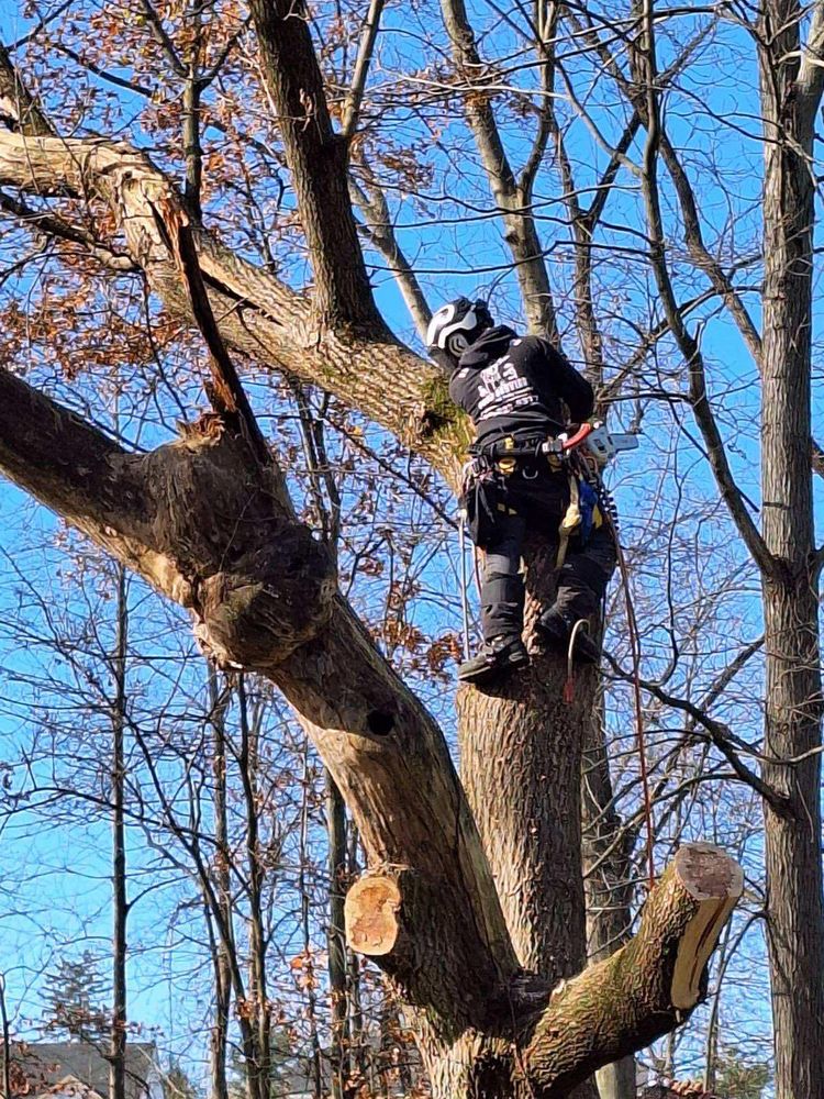 Enhance your landscape's beauty and safety with our expert tree trimming service. We ensure healthy growth, remove hazardous branches, and improve sunlight exposure to boost the overall appeal of your property. for Down To Earth Tree Service, LLC in Olmsted Falls, OH