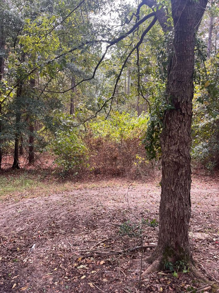 All Photos for Pinewood Land Management LLC in Nashville, GA