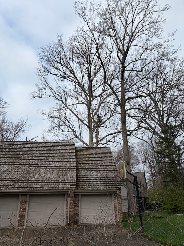 All Photos for Village Tree Service  in Whitestown, IN
