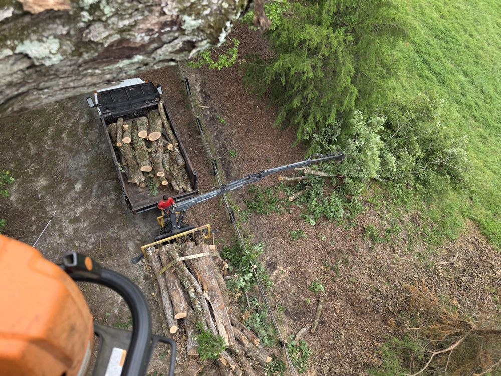 All Photos for Smith Tree Experts in Palmyra, VA