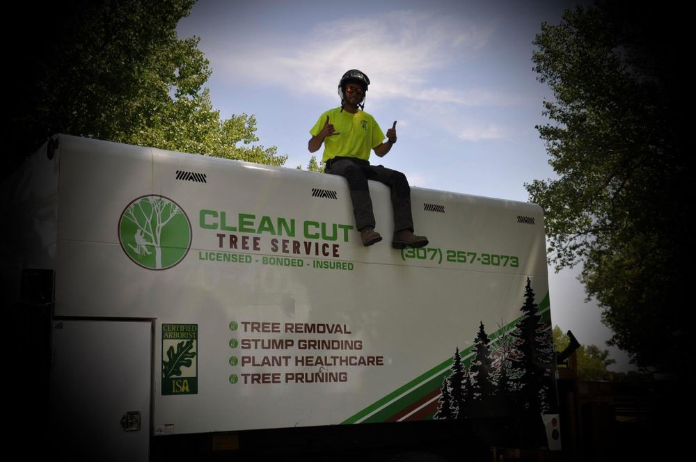 All Photos for Clean Cut Tree Service in Gillette, WY