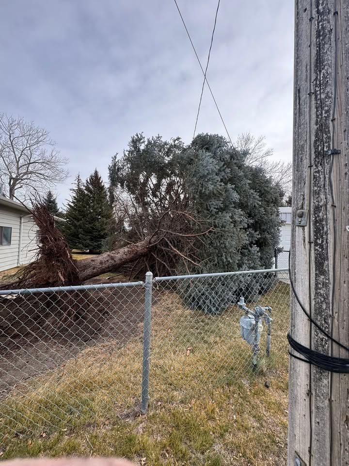 All Photos for Clean Cut Tree Service in Gillette, WY