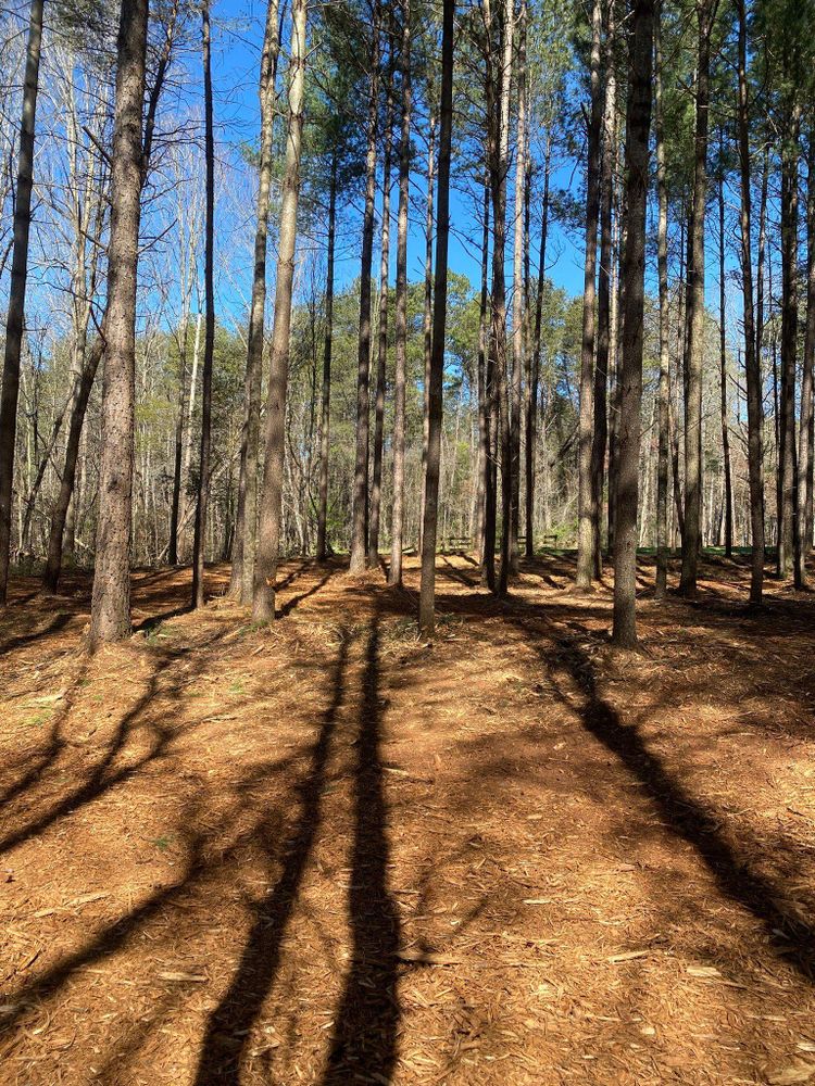 All Photos for Southern Land Solutions Forestry Mulching, LLC in Cleveland, NC