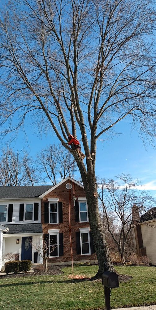 All Photos for Kingdom Tree Trimming and Removal LLC in Covington, KY