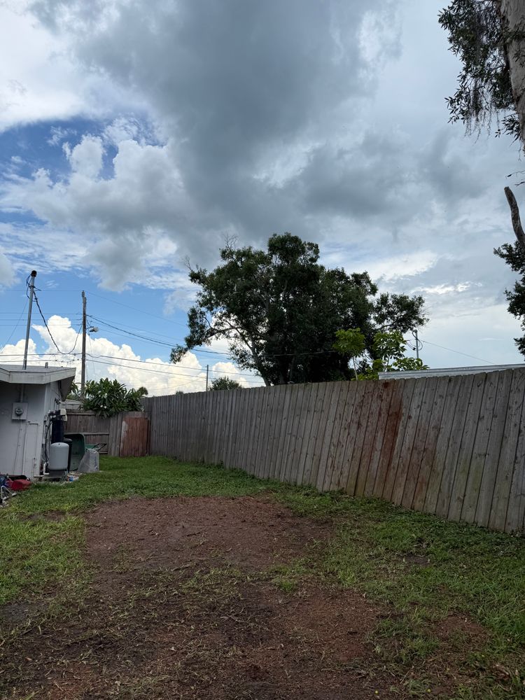 Tree Removal for Damian’s Tree Care in Sarasota, FL