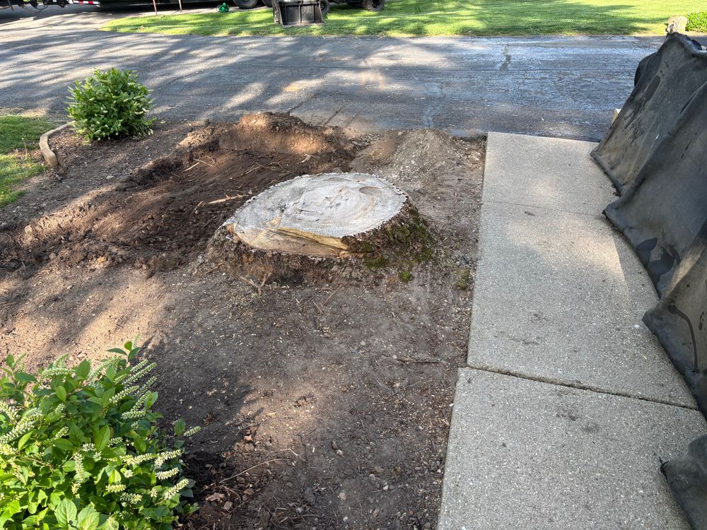 All Photos for Conrad's Stump Removal in Columbus, IN
