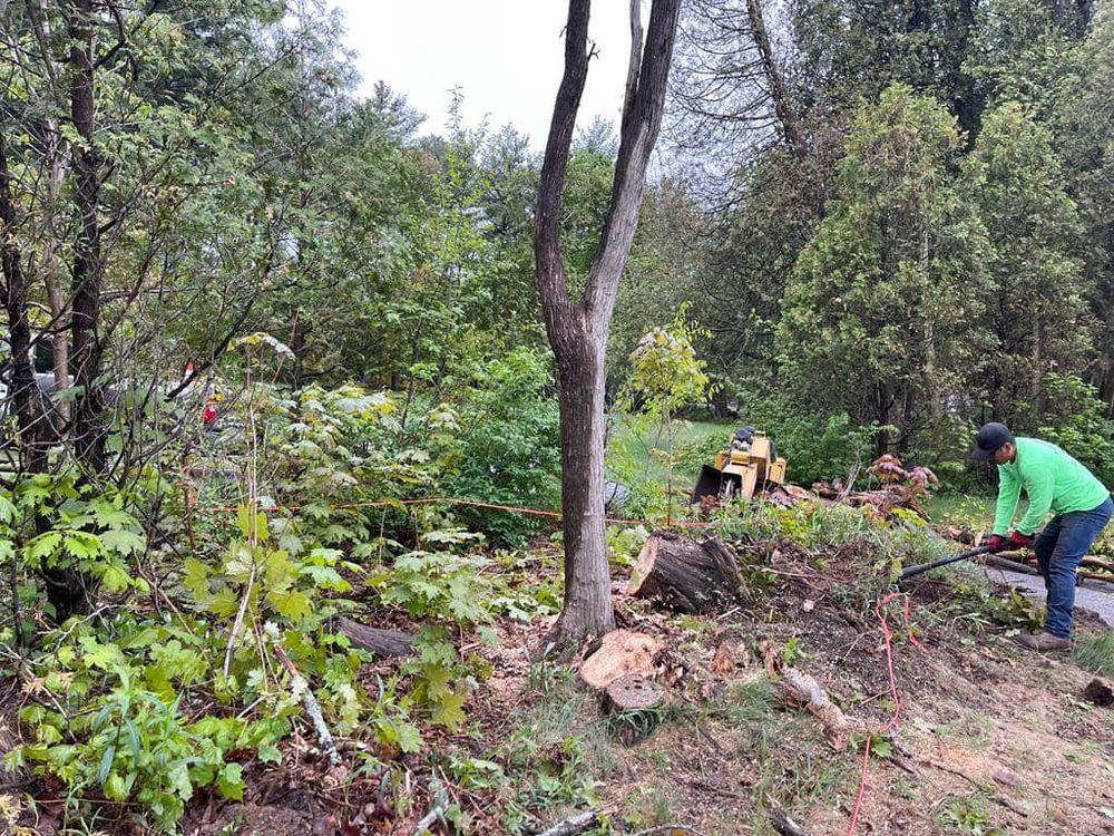 Our professional tree removal service safely eliminates unwanted trees from your property, improving aesthetics and reducing potential hazards. Trust us to expertly handle all aspects of tree removal efficiently and effectively. for Green In Green Out Tree Services in Westbrook, ME