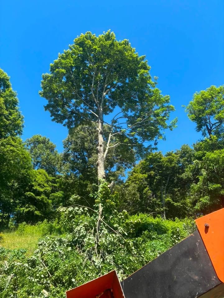 All Photos for Skys The Limit Tree Management in Morehead, KY