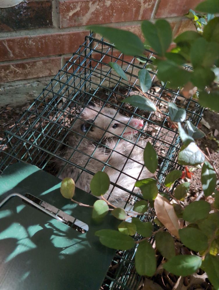 All Photos for Topper's Wildlife Removal in Garland, TX