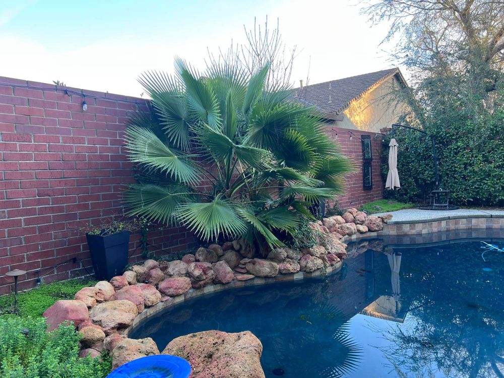 Tree Removal for Sammy's Tree Services in Rancho Cordova, CA