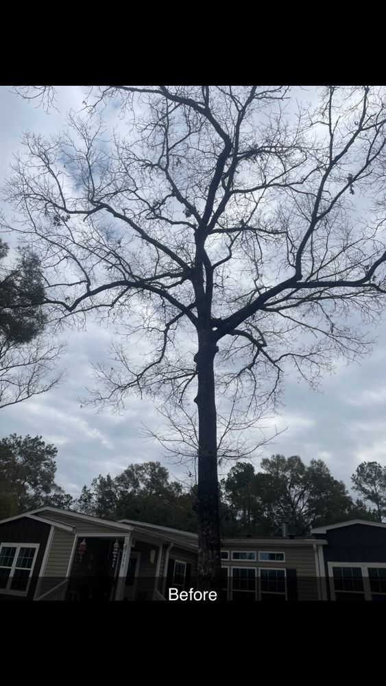 All Photos for Tates Tree Service in Tallahassee, FL