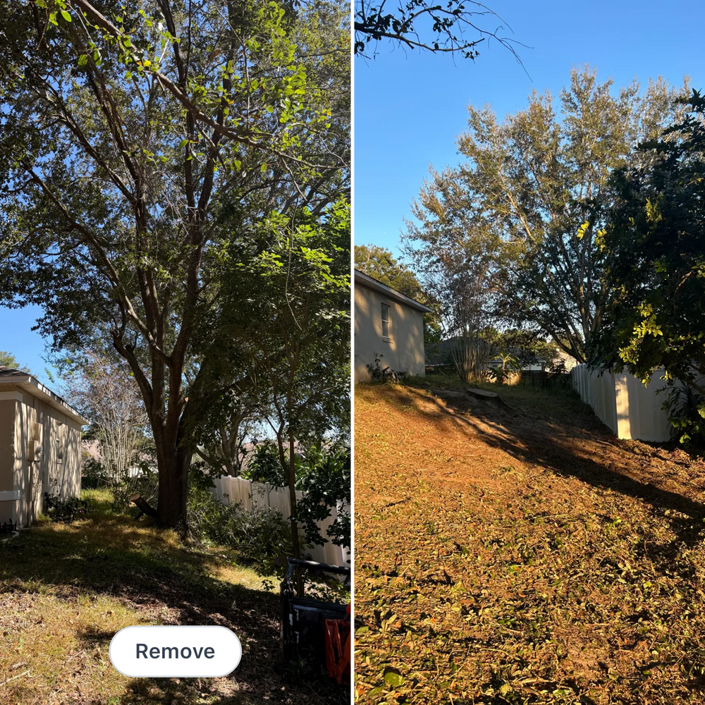 All Photos for Amerigrown Tree And Lawn in Apopka, FL