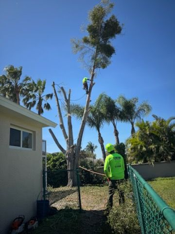 All Photos for Elevation Tree Service in Holiday, FL