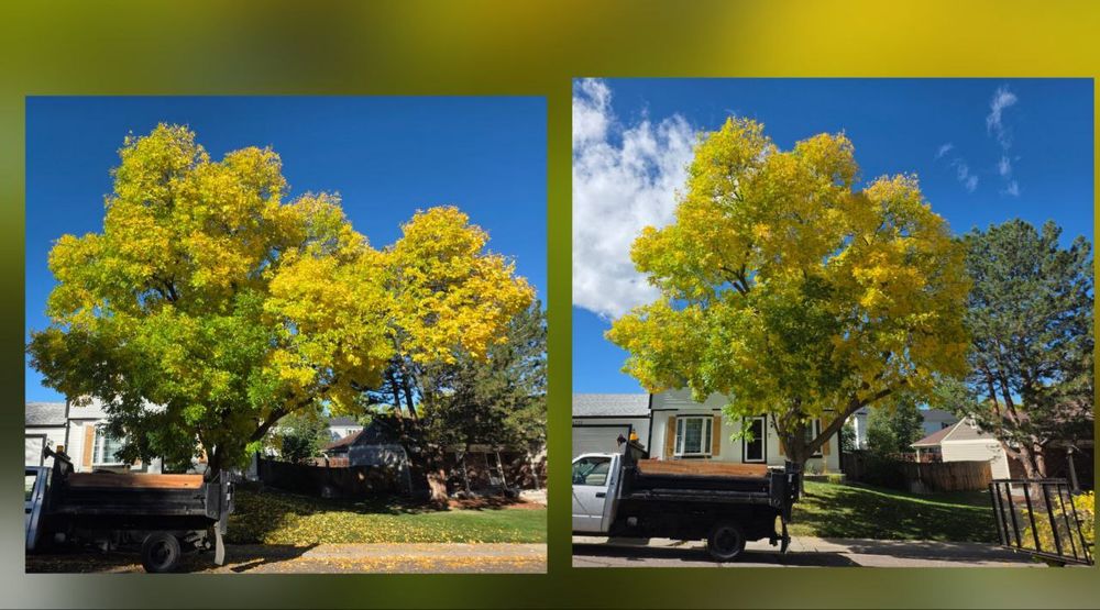 All Photos for Family Tree & Landscape in Aurora, CO