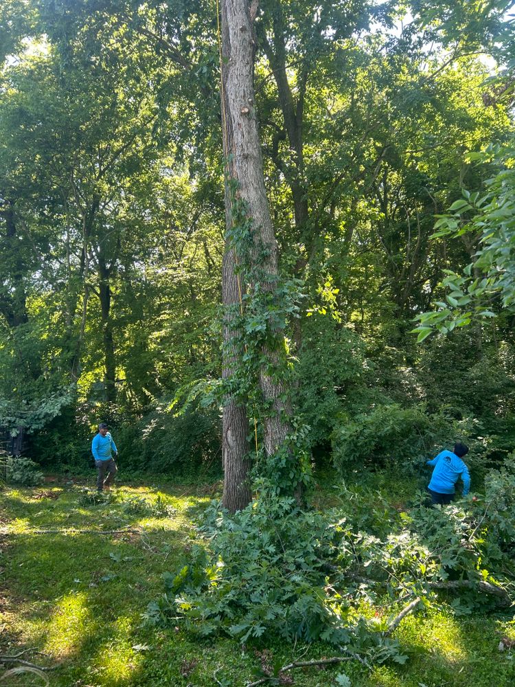 All Photos for Optimum Tree Service And Landscaping in Bowling Green, KY