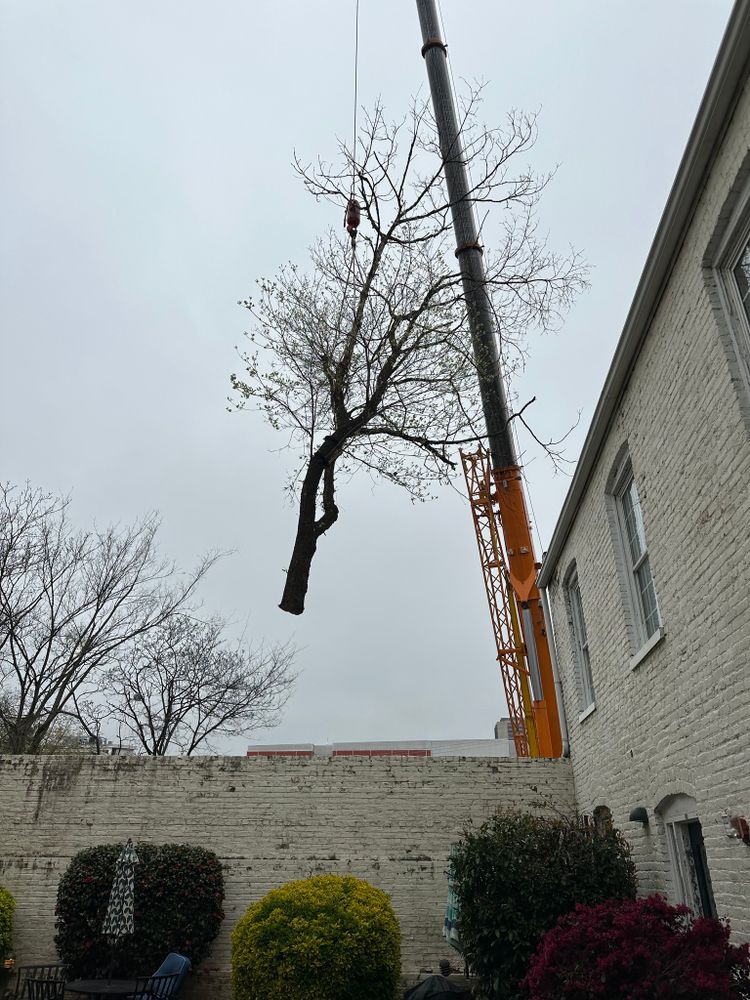 Tree Removal for Rawls Tree Care in Richmond, VA