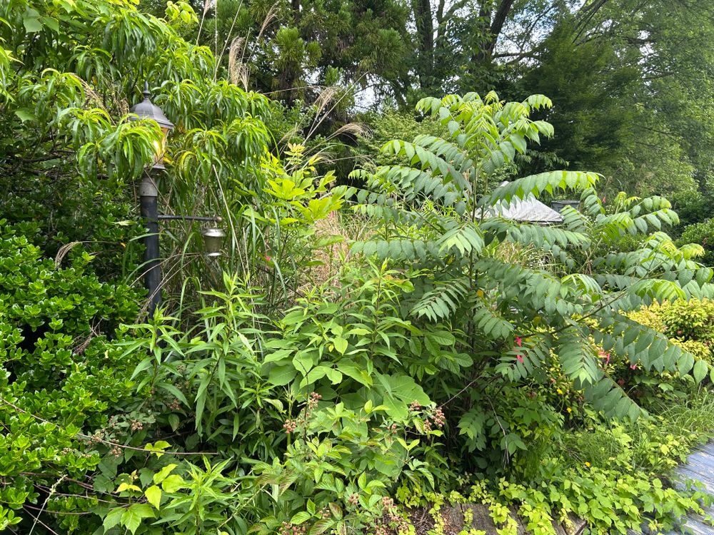 All Photos for Gatrell Landscape & Tree Removal in Bluff City, TN