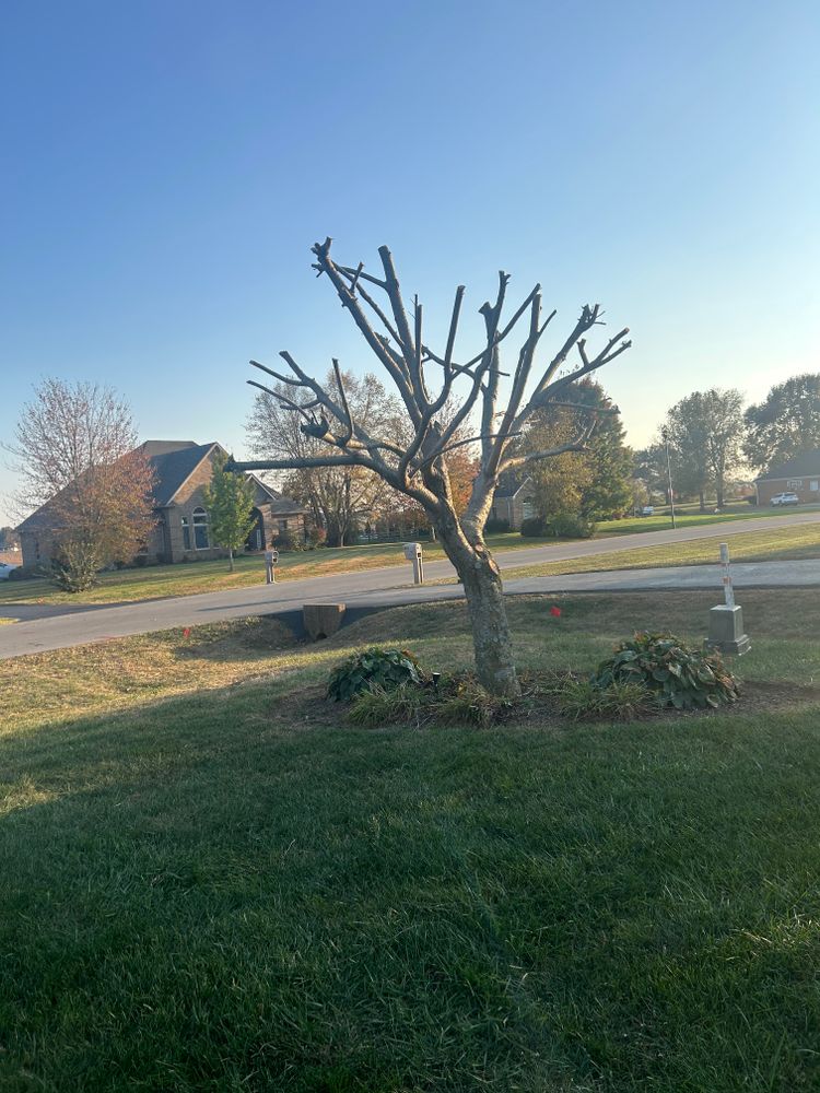 Tree Removal for Optimum Tree Service And Landscaping in Bowling Green, KY