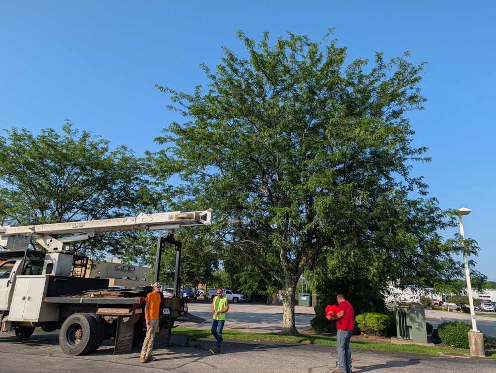 All Photos for Lightning Tree Service in Corydon, IN