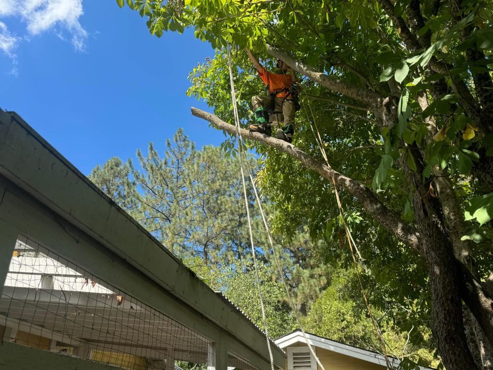 Property Clean Up for The Tree Fairy in Temecula, CA