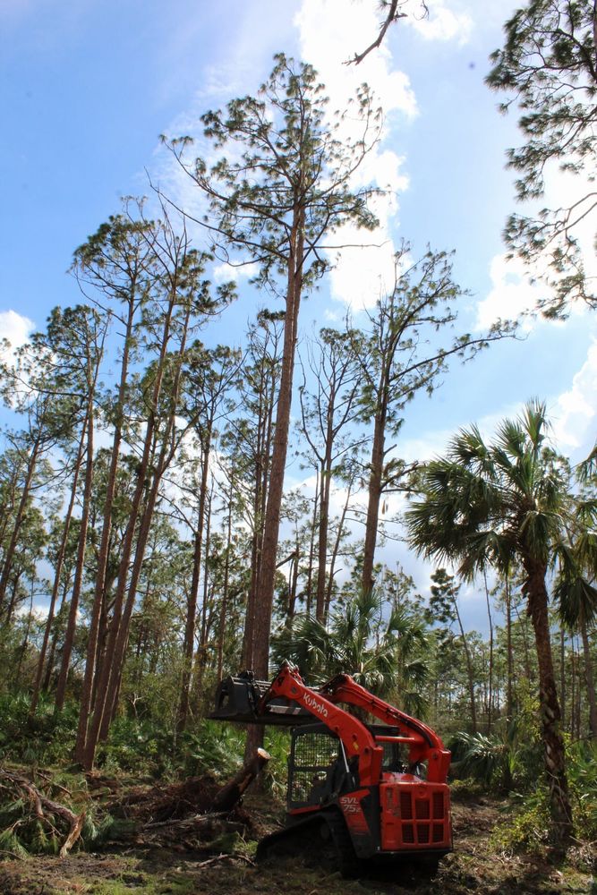 Tree Removal for American Tree Masters in Alvin, TX